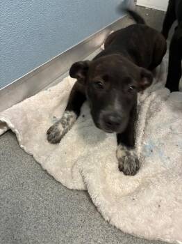 Ladybird -  Labrador Retriever Dog for Adoption in Bloomington, Indiana - Ladybird | PetCurious