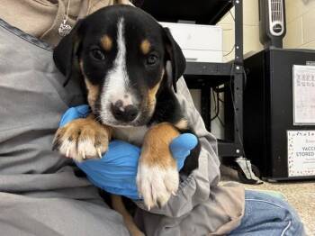 Pit Bull Terrier and Mixed Breed Dogs Available for Adoption in Colorado Springs, Colorado - JIMMY PAGE | PetCurious