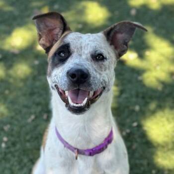Erin -  Australian Cattle Dog Blue Heeler Dog for Adoption in Red Bluff, California - Erin | PetCurious