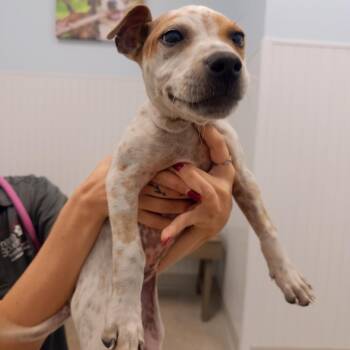 Terrier Dogs Available for Adoption in Clearwater, Florida - Rose | PetCurious