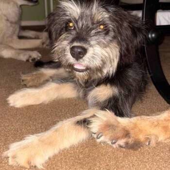 Rescue Schnauzer and Terrier Dogs for Adoption in Floresville, Texas - Bart | PetCurious