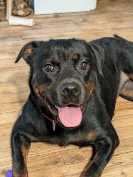 Skylar -  Rottweiler Dog for Adoption in Patterson, New York - Skylar | PetCurious