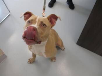 JESSIE -  Pit Bull Terrier Dog for Adoption in Ocala, Florida - JESSIE | PetCurious