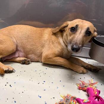 Winnie -  Dachshund and Labrador Retriever Dog for Adoption in Washington, District Of Columbia - Winnie | PetCurious