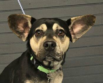 Mayweather - foster needed -  French Bulldog and Terrier Dog for Adoption in New York, New York - Mayweather - Foster Needed | PetCurious