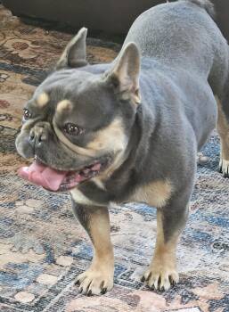 Buster -  French Bulldog Dog for Adoption in Martinsville, Indiana - Buster | PetCurious