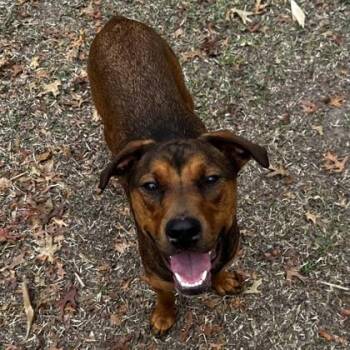 Mixed Breed Dogs Available for Adoption - Puma | PetCurious