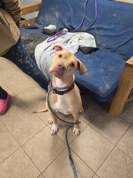 Pit Bull Terrier and Great Dane Dogs Available for Adoption - Brutus | PetCurious