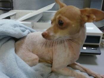 Chihuahua and Chinese Crested Dog Dogs Available for Adoption in Doral, Florida - TORTILLA | PetCurious