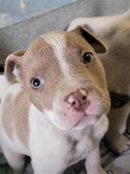 Minnie -  Mixed Breed Dog for Adoption in Largo, Florida - Minnie | PetCurious