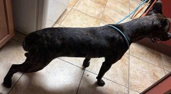 Finch -  Mixed Breed Dog for Adoption in Cincinnati, Ohio - Finch | PetCurious