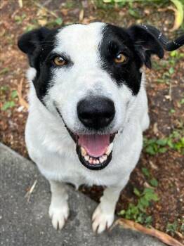 Rescue Border Collie Dogs for Adoption in Woodland, California - PANDA | PetCurious