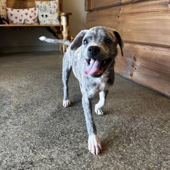 Mixed Breed Dogs Available for Adoption in Blue Ridge, Georgia - Ross | PetCurious