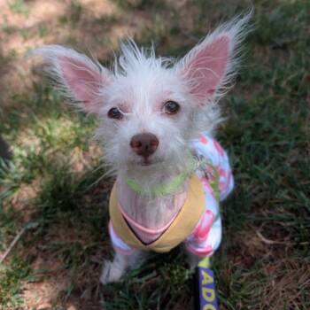 Krispy Kreme -  Maltese and Mixed Breed Dog for Adoption in Durham, North Carolina - Krispy Kreme | PetCurious