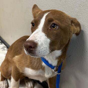 Mixed Breed Dogs Available for Adoption in Yuma, Arizona - Selene | PetCurious