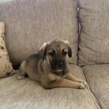 Truffle -  Shepherd and Labrador Retriever Dog for Adoption in Fort Worth, Texas - Truffle | PetCurious
