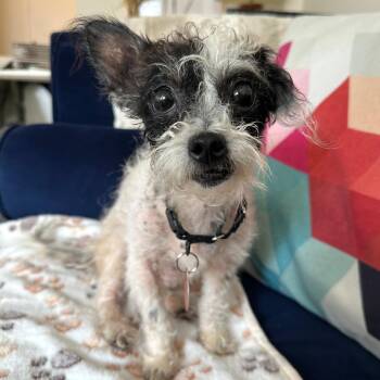Terrier and Poodle Dogs Available for Adoption - Trudy | PetCurious