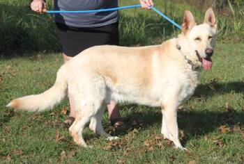 Rescue German Shepherd Dog Dogs for Adoption in Marietta, Ohio - Hazard (Neutered) (Bonded Pair W/Moose) (Photos 9/28/2025) | PetCurious