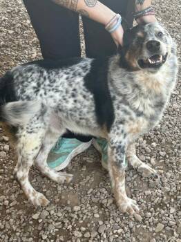 Australian Cattle Dog Blue Heeler Dogs Available for Adoption in Billings, Montana - Lol-Cowboy | PetCurious