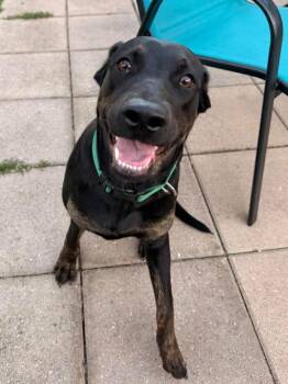 Violet -  Labrador Retriever and Mixed Breed Dog for Adoption in Warr Acres, Oklahoma - Violet | PetCurious