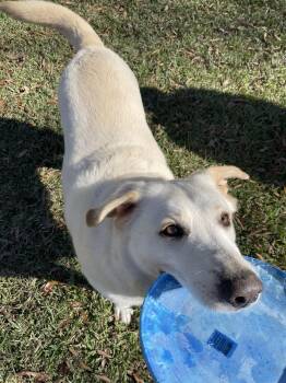 Rescue Anatolian Shepherd Dogs for Adoption in Spring, Texas - Mitch | PetCurious
