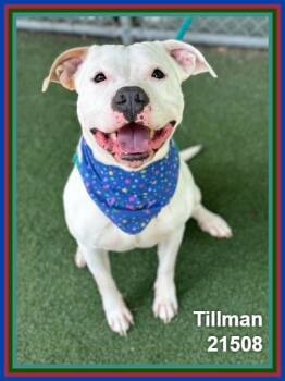 TILLMAN -  Pit Bull Terrier and American Staffordshire Terrier Dog for Adoption in Marietta, Georgia - TILLMAN | PetCurious