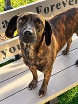 Rosa -  Hound Dog for Adoption in Salisbury, North Carolina - Rosa | PetCurious