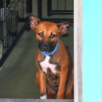 Adele -  Belgian Shepherd Malinois and Mixed Breed Dog for Adoption in Bradenton, Florida - Adele | PetCurious