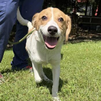 Jill -  Spaniel and Beagle Dog for Adoption in Latrobe, Pennsylvania - Jill | PetCurious