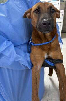 Rescue Shepherd and Mixed Breed Dogs for Adoption in San Antonio, Texas - Bonita | PetCurious