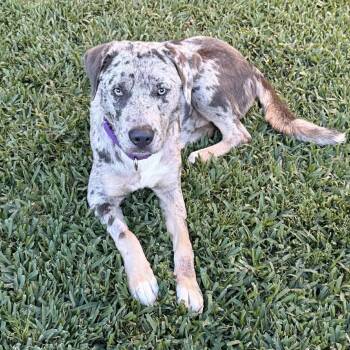 Catahoula Leopard Dog and Labrador Retriever Dogs Available for Adoption in Burlington, North Carolina - Gorgeous Tex | PetCurious