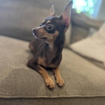 Brownie -  Chihuahua Dog for Adoption in La Grange, Kentucky - Brownie | PetCurious