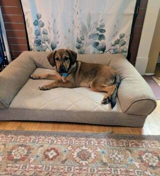 Bear -  Shepherd Dog for Adoption - Bear | PetCurious