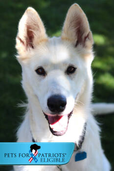 Rescue Mixed Breed Dogs for Adoption in Walla Walla, Washington - Madonna | PetCurious