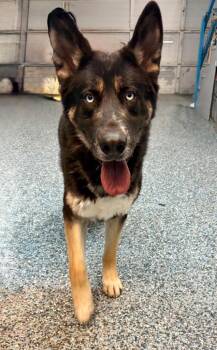 German Shepherd Dog Dogs Available for Adoption in Carson City, Nevada - Sear | PetCurious
