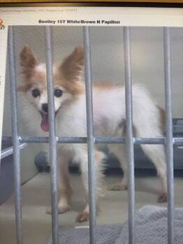 Bentley -  Papillon Dog Available for Adoption in Melbourne Beach, Florida - Bentley | PetCurious
