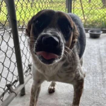 Kora -  Australian Cattle Dog Blue Heeler Dog for Adoption in Mcpherson, Kansas - Kora | PetCurious