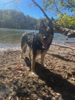 Rescue German Shepherd Dog Dogs for Adoption in Charlotte, North Carolina - Ryder | PetCurious