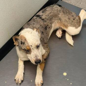 Generic Brand Salt -  Australian Shepherd and Cattle Dog Dog for Adoption in Austin, Texas - Generic Brand Salt | PetCurious