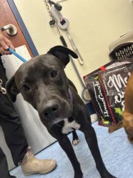 Mick -  Mixed Breed Dog for Adoption in Charleston, South Carolina - Mick | PetCurious