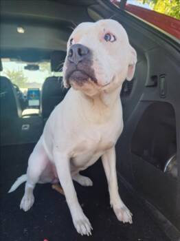Rescue American Bulldog and Pit Bull Terrier Dogs for Adoption in Tracy, California - VULPIX | PetCurious
