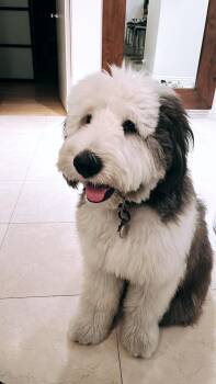 Rescue Sheepadoodle Dogs for Adoption in West Hollywood, California - Freddie | PetCurious