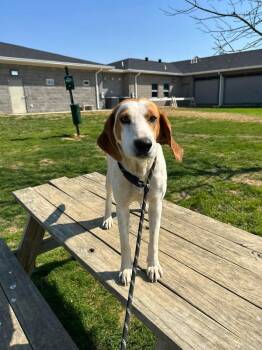 Hound Dogs Available for Adoption in Evansville, Indiana - Naomi | PetCurious