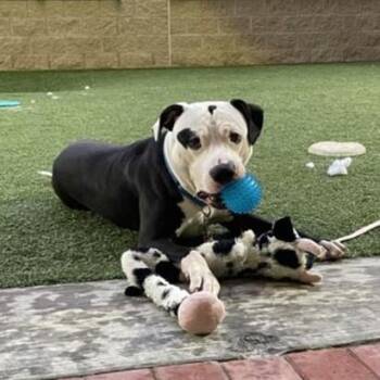 Rescue Pit Bull Terrier Dogs for Adoption in Derwood, Maryland - Neo | PetCurious