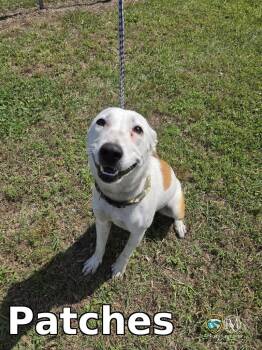 Pit Bull Terrier and Carolina Dog Dogs Available for Adoption in Rocky Mount, North Carolina - Patches | PetCurious
