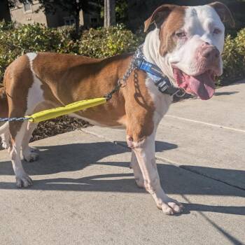 Rescue Pit Bull Terrier Dogs for Adoption in Hayward, California - Jake | PetCurious