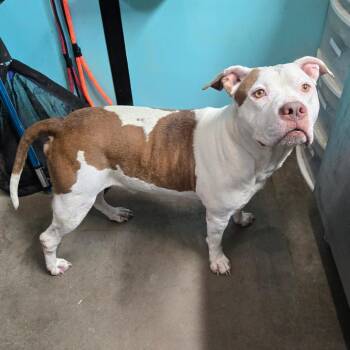 Jinx -  Pit Bull Terrier and American Bully Dog for Adoption in Graham, Texas - Jinx | PetCurious