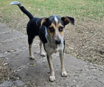 Rat Terrier Dogs Available for Adoption in San Francisco, California - Selena | PetCurious