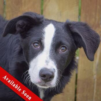 Border Collie and Australian Shepherd Dogs Available for Adoption in Huntley, Illinois - Benny | PetCurious