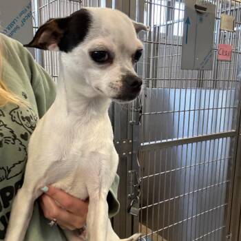 YORK-Stray-15959 -  Chihuahua Dog for Adoption in York, Pennsylvania - YORK-Stray-15959 | PetCurious